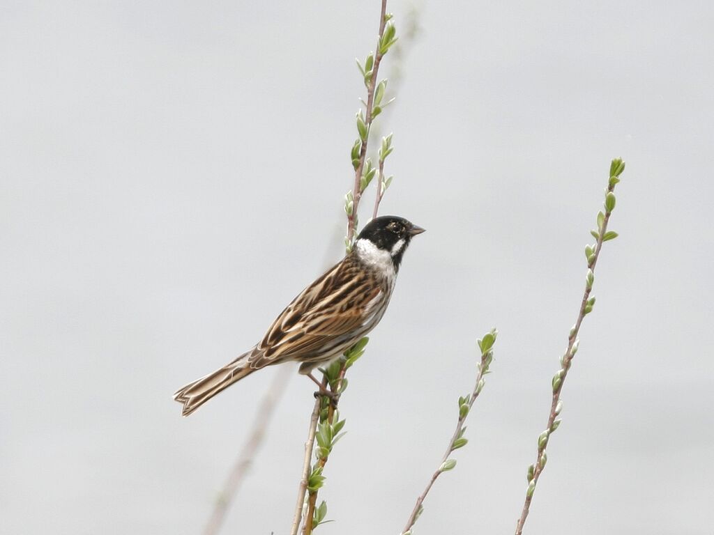 Common Reed Bunting male adult