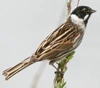 Common Reed Bunting