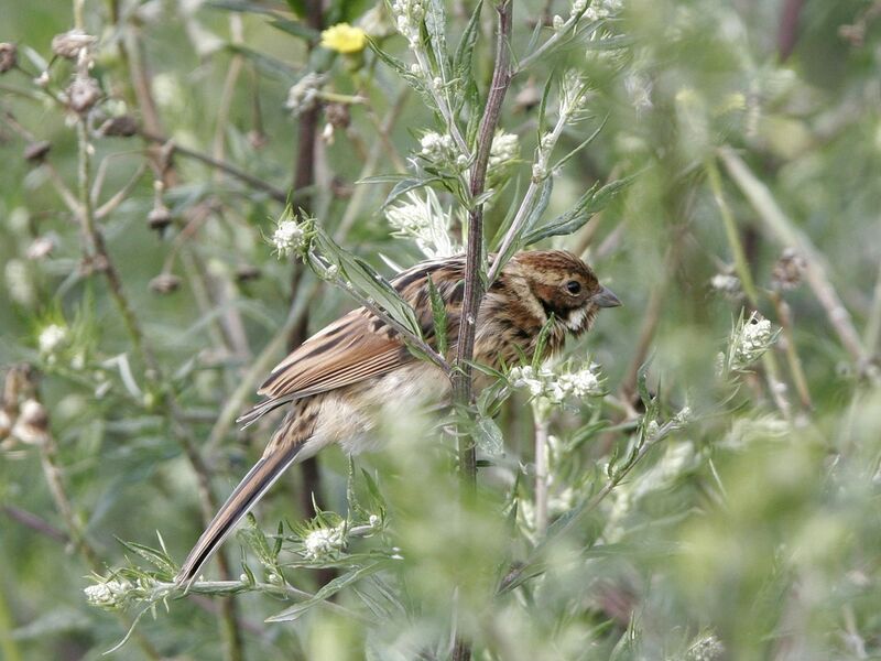 Common Reed Bunting female adult