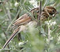 Bruant des roseaux