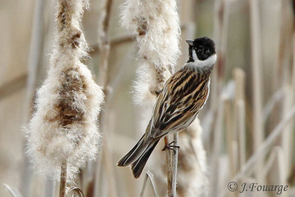 Common Reed Bunting male adult, identification, Behaviour