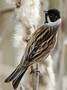 Common Reed Bunting