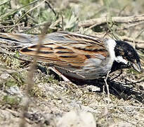 Common Reed Bunting