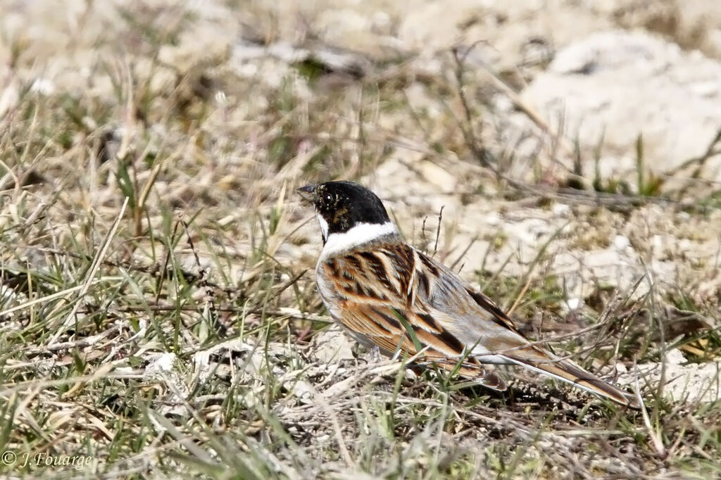 Bruant des roseaux mâle adulte, identification, régime, Comportement