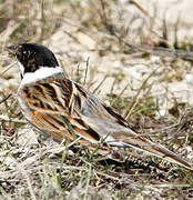 Common Reed Bunting