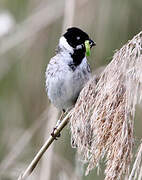 Common Reed Bunting