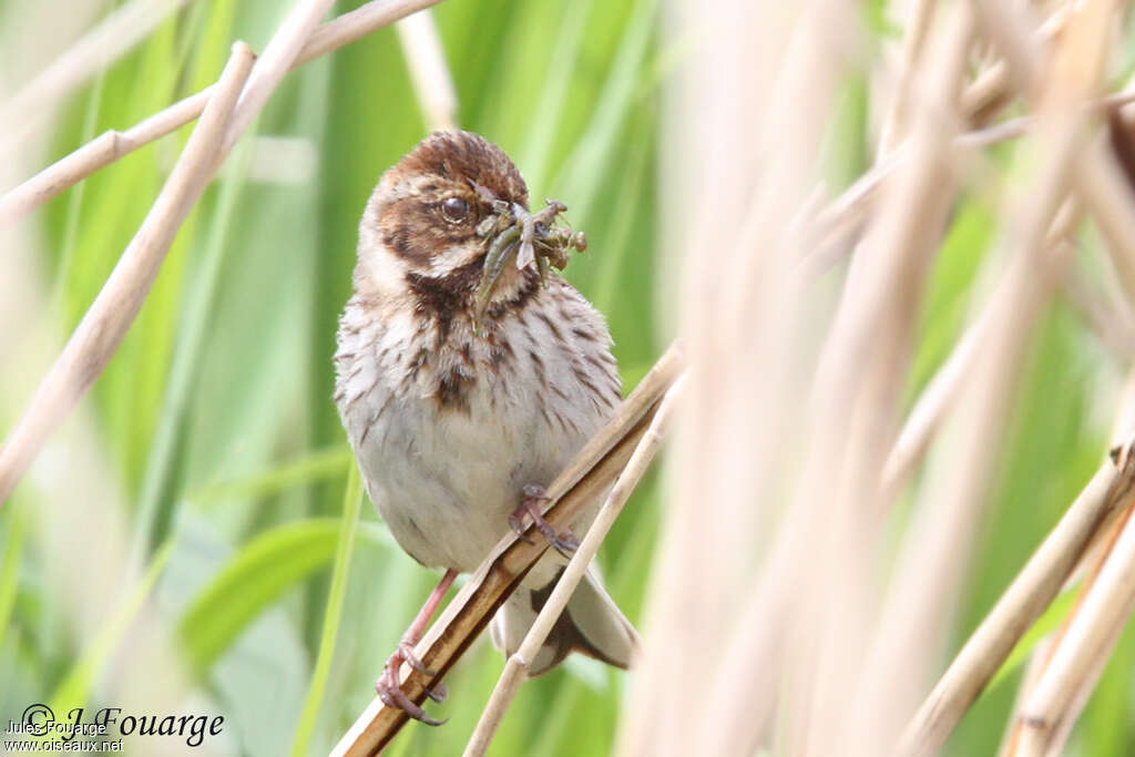 Common Reed Bunting female adult, feeding habits, Reproduction-nesting, Behaviour