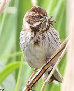 Common Reed Bunting