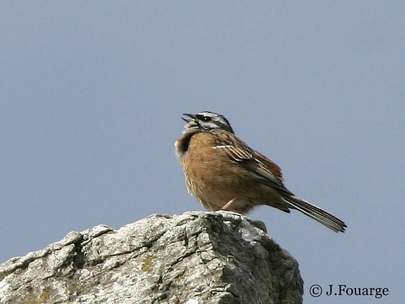 Rock Bunting