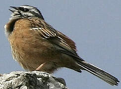 Rock Bunting