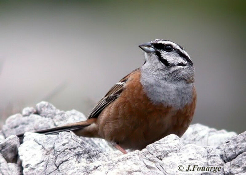 Rock Bunting