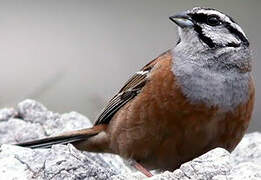 Rock Bunting