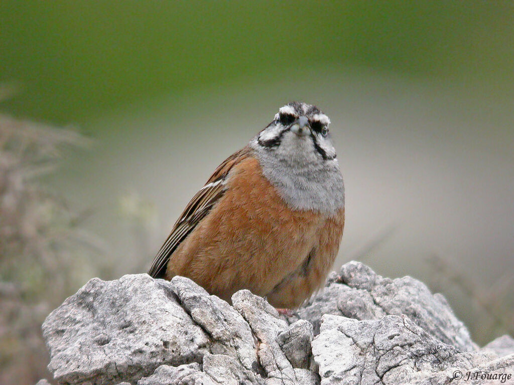 Bruant fou mâle adulte, identification