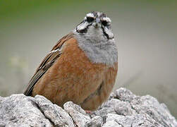 Rock Bunting