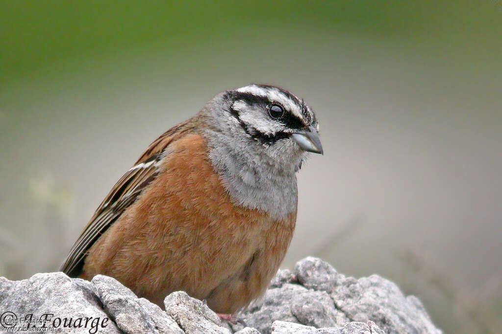 Rock Bunting male adult breeding, close-up portrait