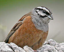 Rock Bunting