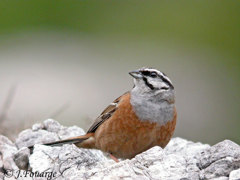 Rock Bunting male adult