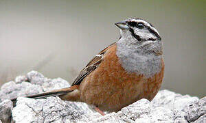 Rock Bunting