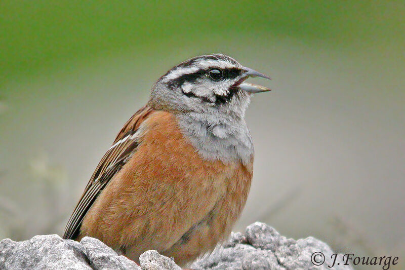 Rock Bunting male adult
