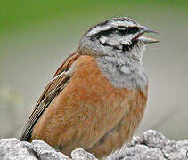 Rock Bunting