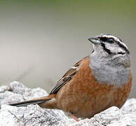 Rock Bunting