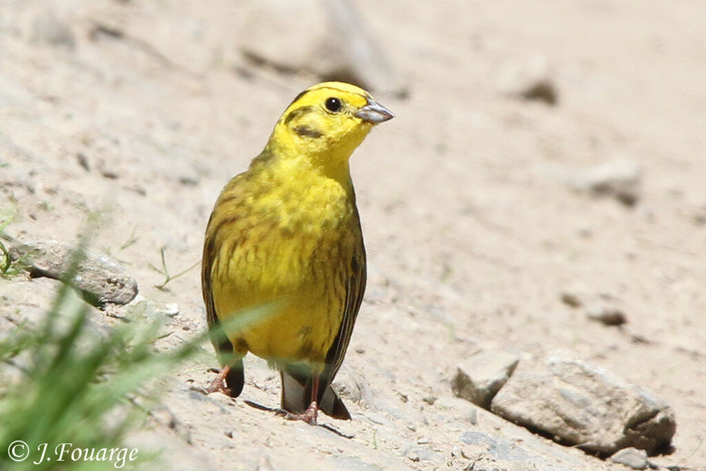 Bruant jaune mâle adulte, identification