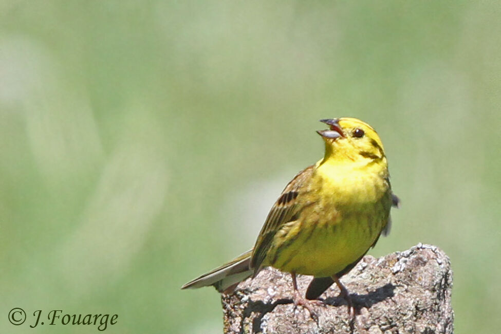 Bruant jaune mâle adulte, identification, Comportement