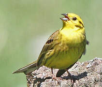 Yellowhammer