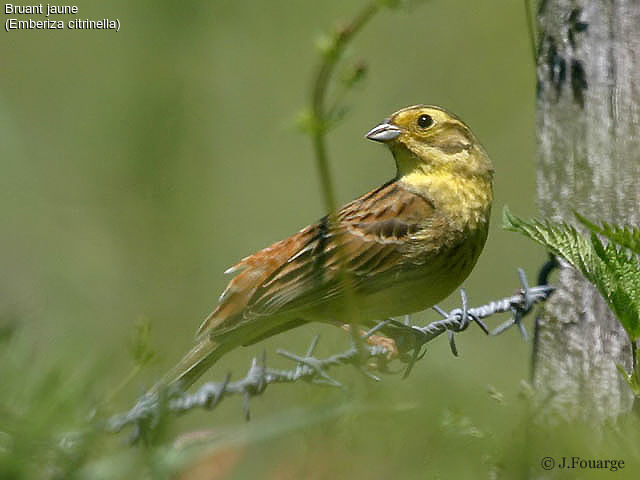 Bruant jaune