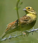 Yellowhammer