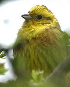 Bruant jaune