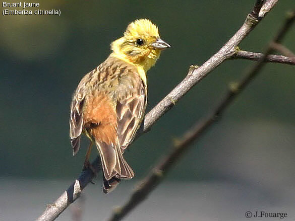 Bruant jaune