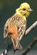 Yellowhammer