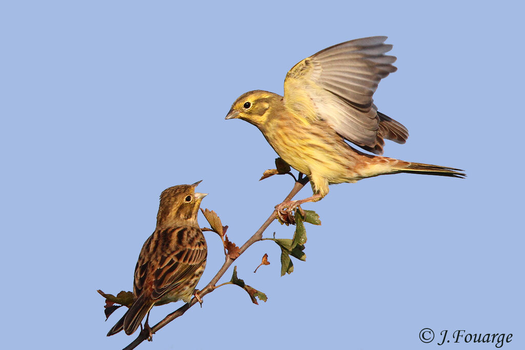 Yellowhammer, identification, Behaviour