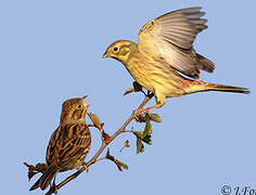 Yellowhammer