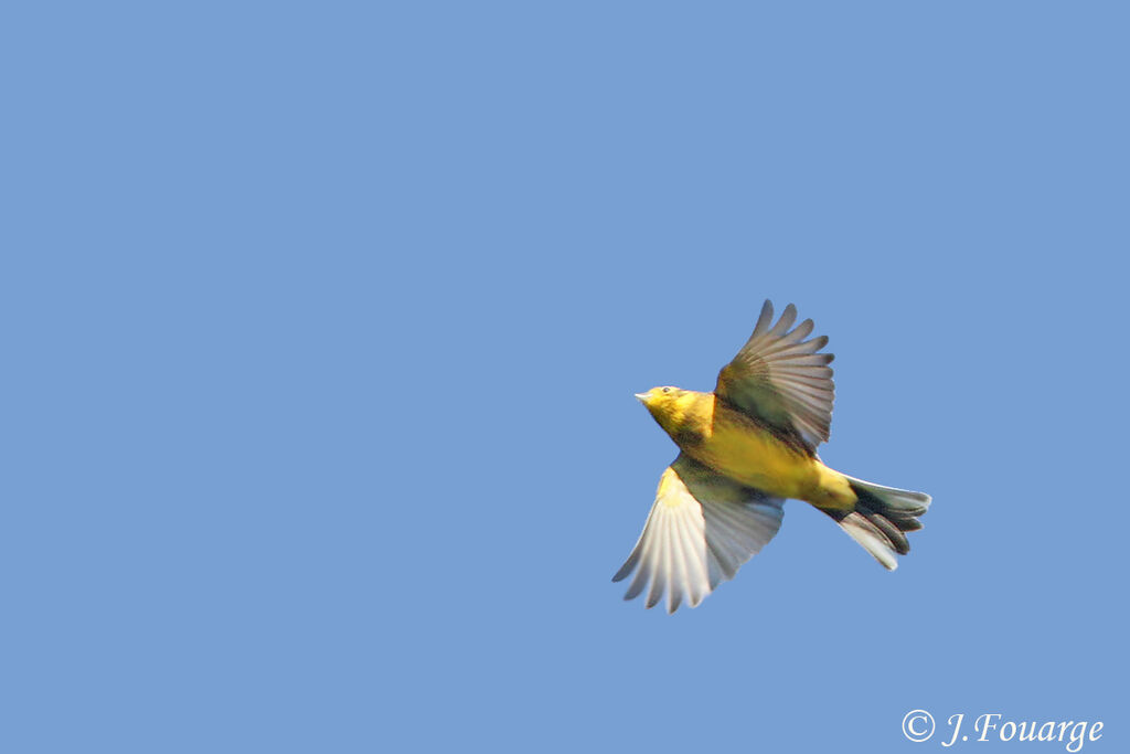 Yellowhammer male, Flight