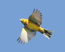 Yellowhammer