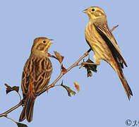 Yellowhammer