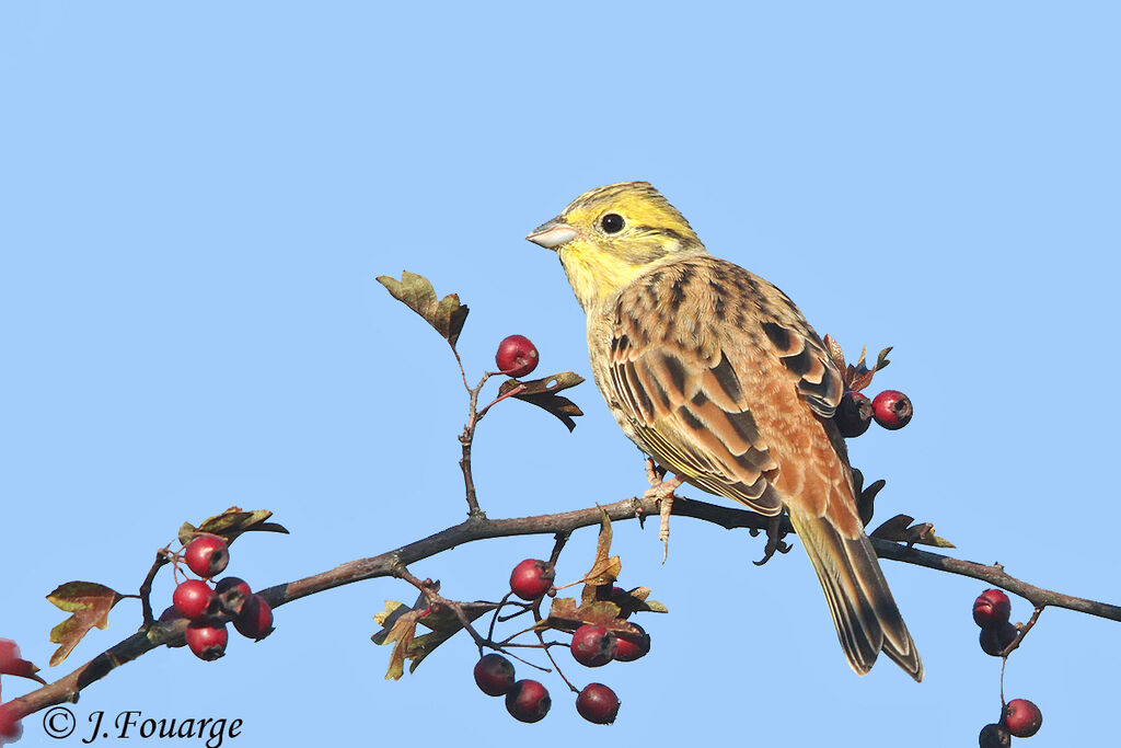 Yellowhammer male, identification