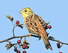 Yellowhammer