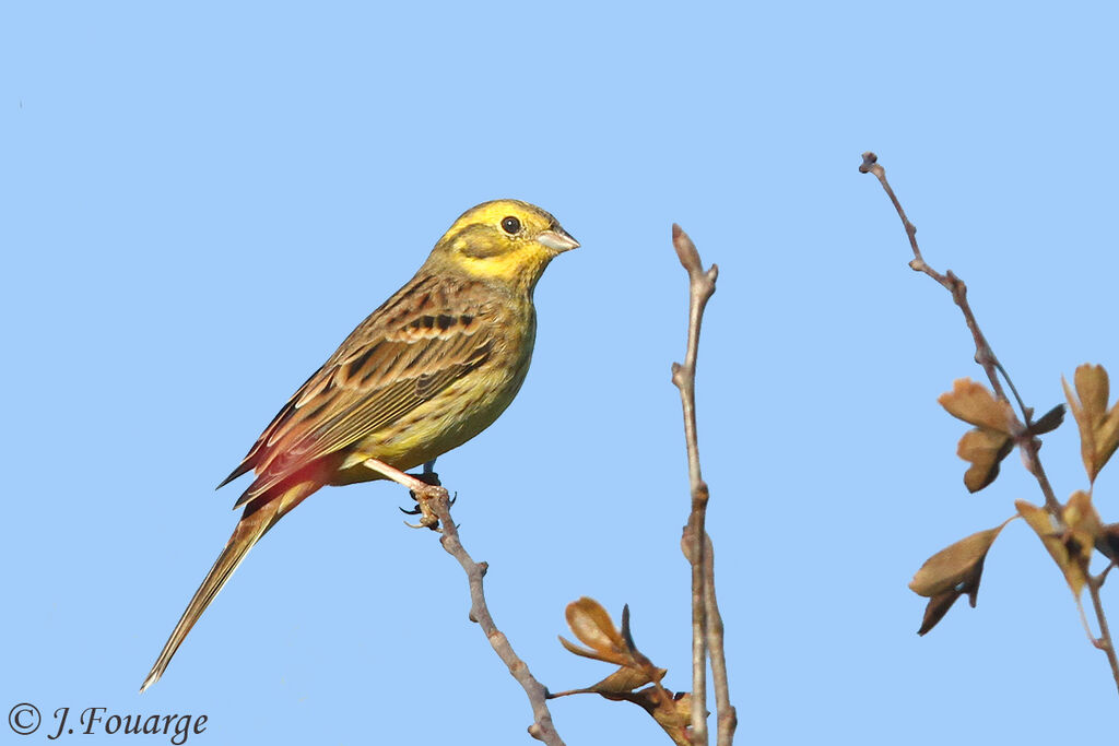 Yellowhammer male, identification