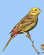 Yellowhammer