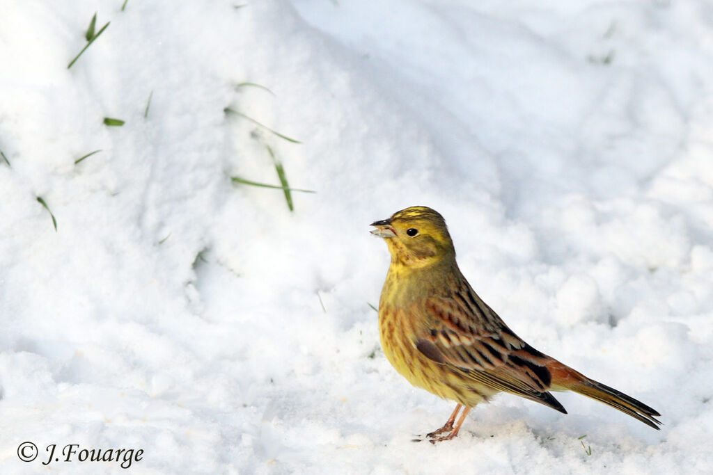 Yellowhammer male, identification, feeding habits, Behaviour