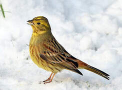 Yellowhammer