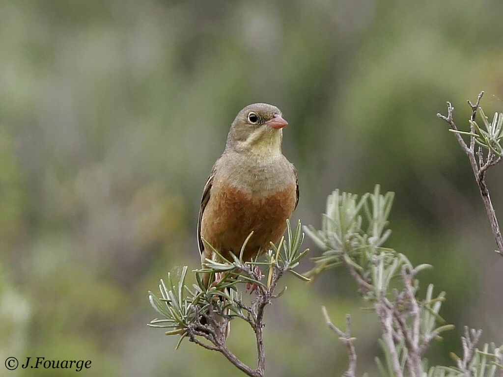 Ortolan Bunting male adult