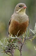 Ortolan Bunting