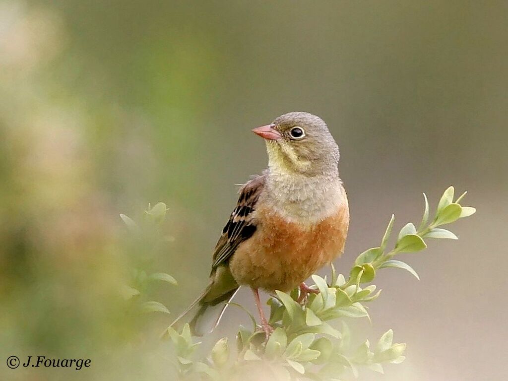 Ortolan Bunting male adult