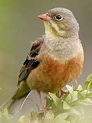 Ortolan Bunting