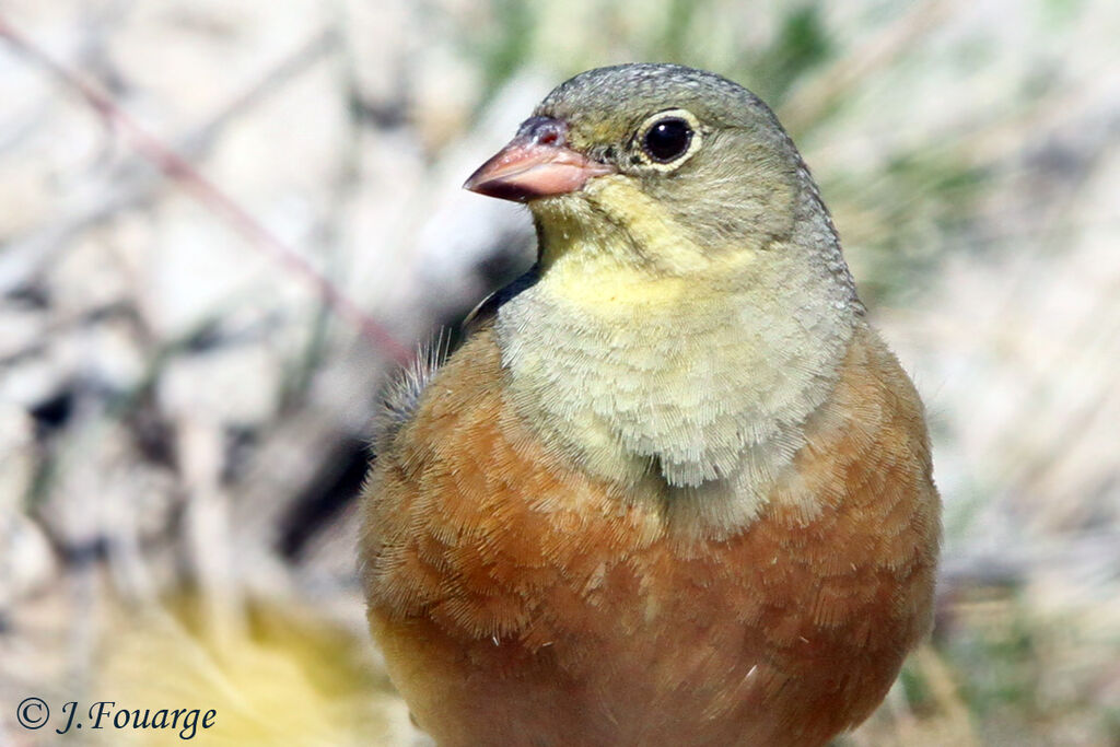 Bruant ortolan mâle adulte, identification