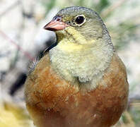 Ortolan Bunting